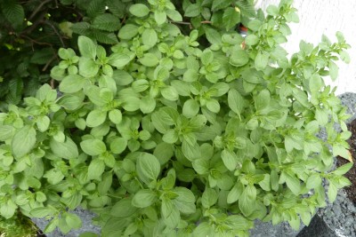 Oregano.JPG