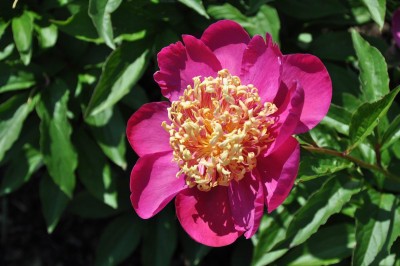 Resize of DSC_1805.JPG