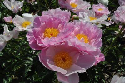 Resize of DSC_1803.JPG