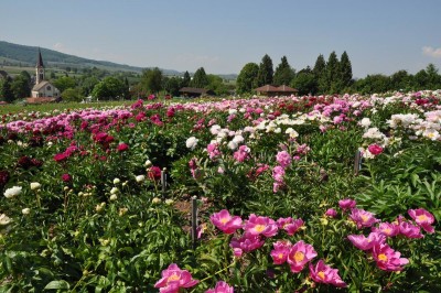 Resize of DSC_1799.JPG