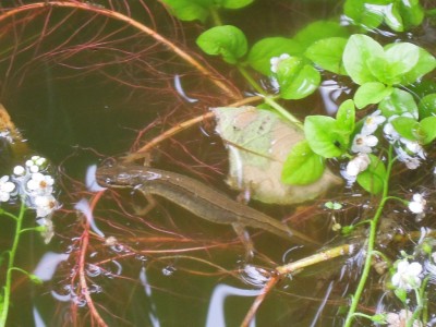 Garten2012_Ende Mai 032.JPG