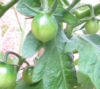 Nutzpflanzen 052.jpg