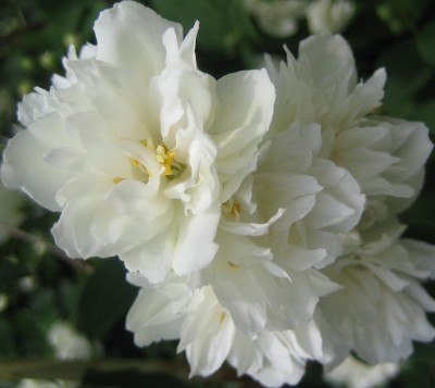 Blüten 196.jpg