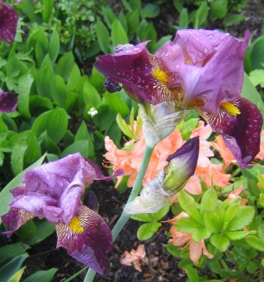 Iris.jpg