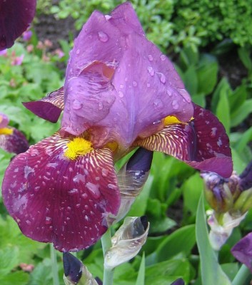 Garten 023.jpg