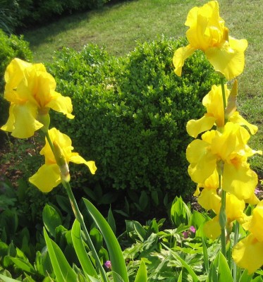 gelbe Iris.jpg