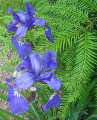 Blüten 175.jpg