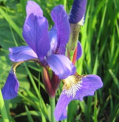 Blüten 099.jpg