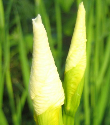 Blüten 098.jpg