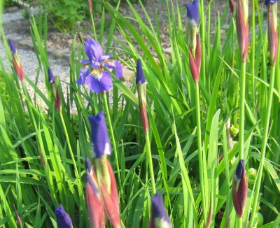 Blüten 096.jpg