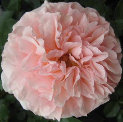 Blüten 199.jpg