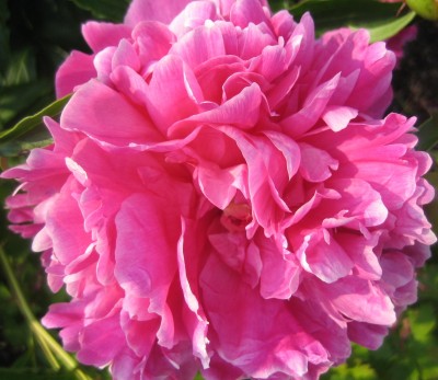 Blüten 154.jpg