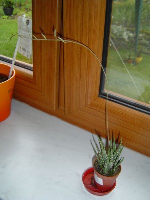 Haworthia attenuata.jpg