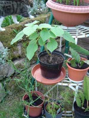 Blauglockenbaum.jpg