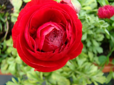 DSC07656.JPG