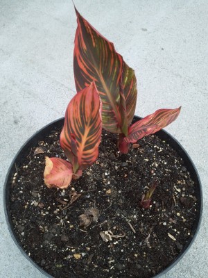 2012-06-02 12.31.16.jpg