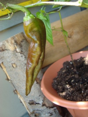 Ecuadorian Brown.jpg