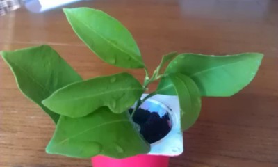 IMAG0338.jpg