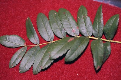 appfelblatt.jpg