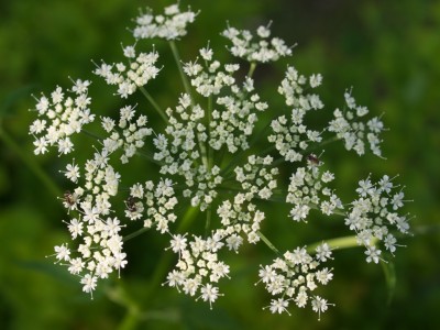 P5307766 - Kopie.jpg