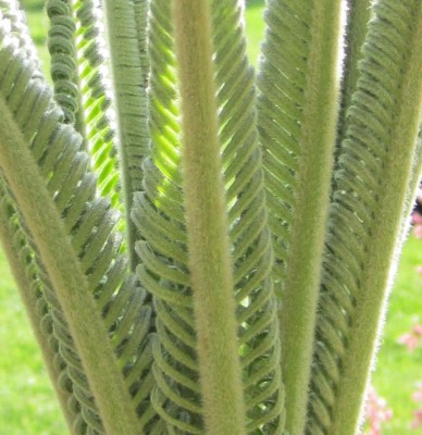 Green24 5 023.jpg