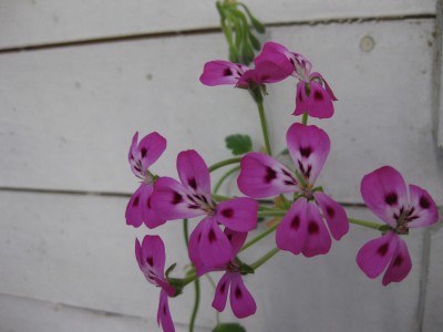 IMG_3863.JPG