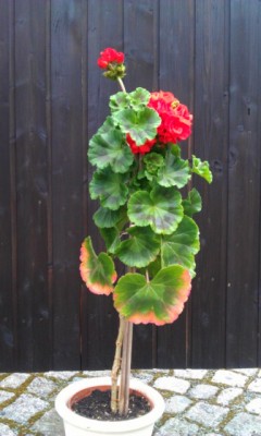 IMAG0345.jpg