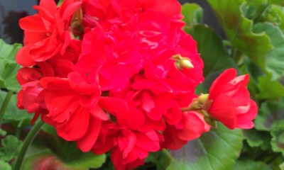 IMAG0343.jpg