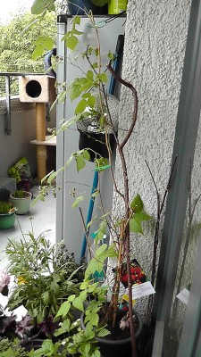 himbeere.jpg