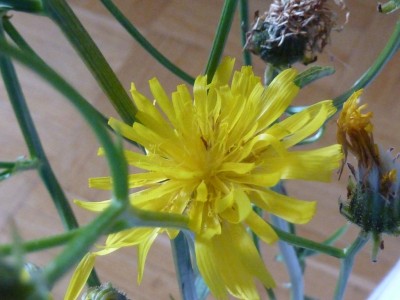 P1030310 - Kopie.JPG