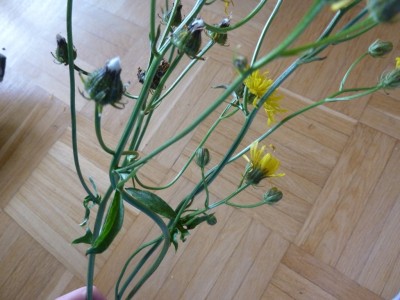 P1030307 - Kopie.JPG
