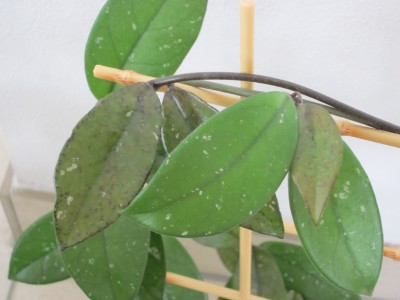 Hoya Vorderseite 1.jpg