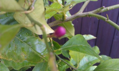 IMAG0339.jpg