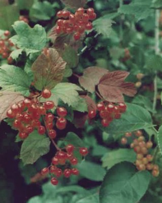 Vib.opulus Früchte.jpg