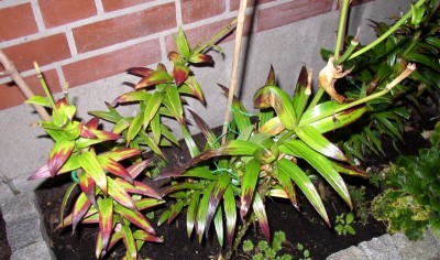 P9030040_01.jpg