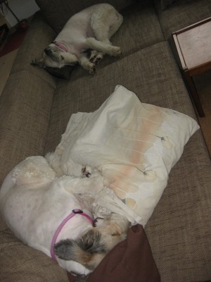 IMG_4014 (600x800).jpg