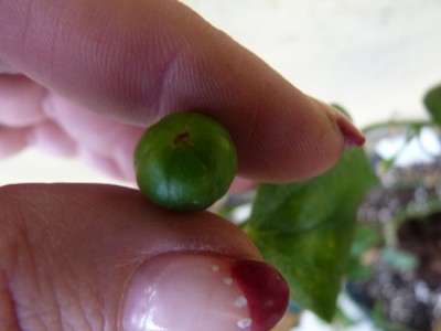 frucht tulae 1.jpg