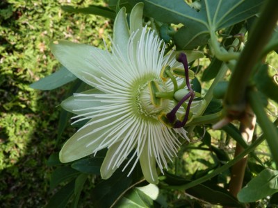 passiflora avalanche.jpg