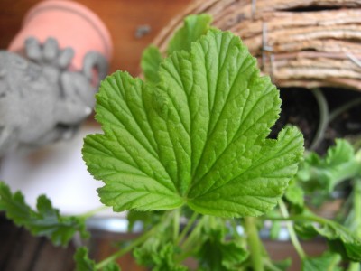 20120604-082537-396.jpg