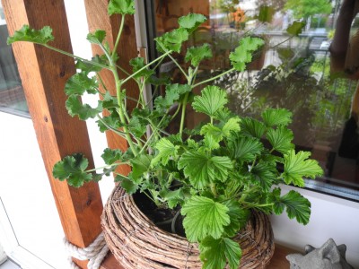 20120604-082038-950.jpg