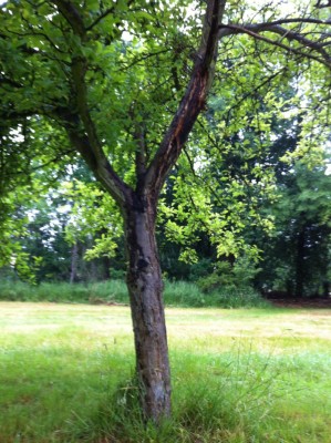 Apfelbaum4.jpg