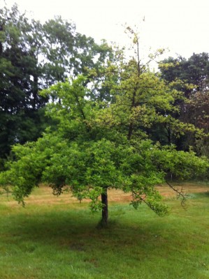 Apfelbaum3.jpg