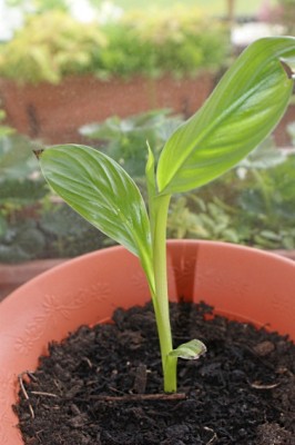 zierbanane 2.jpg