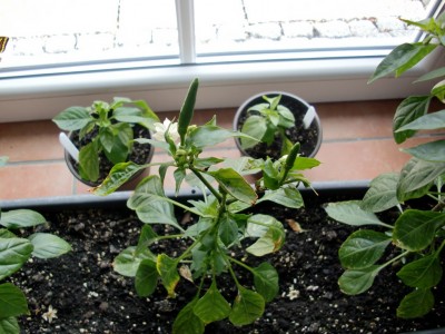 Capsicum annuum #1-4.jpg