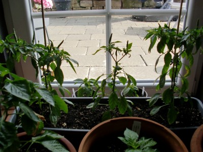 Capsicum annuum #1-2.jpg