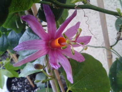 passiflora tulae.jpg