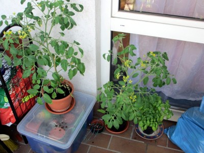 tomaten.JPG