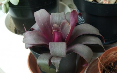 Crassula rosularis.JPG