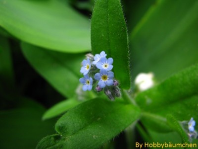 By Hobbybäumchen 11.JPG