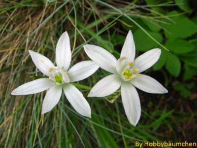 By Hobbybäumchen 9.JPG